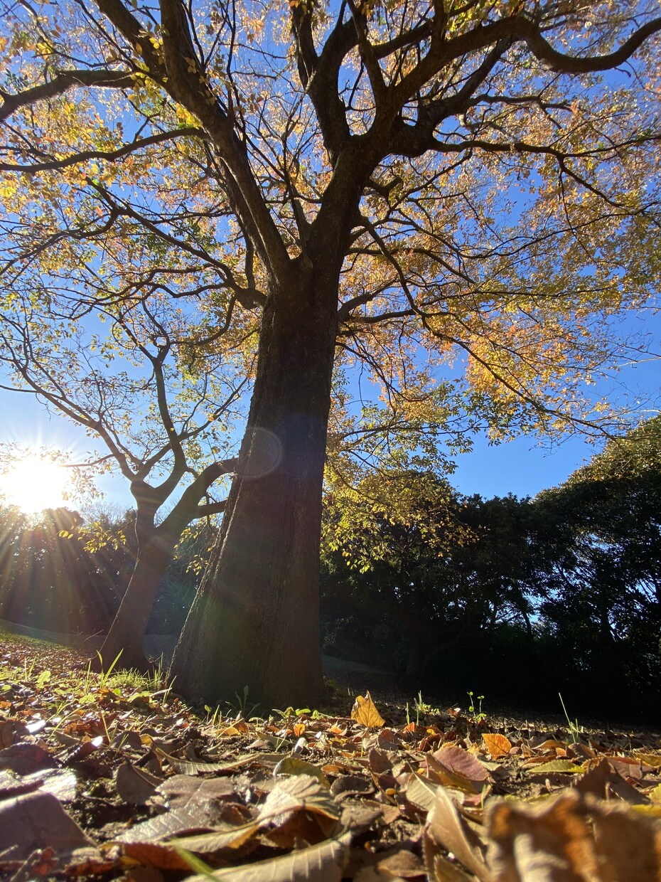 写真素材提供します 自然の写真を撮るのが好きです。 イメージ5