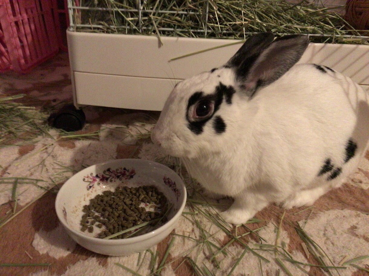 うさぎの飼い方・お世話の仕方を教えます 【選び方、飼い方、費用についてご興味のある方向け】 イメージ2