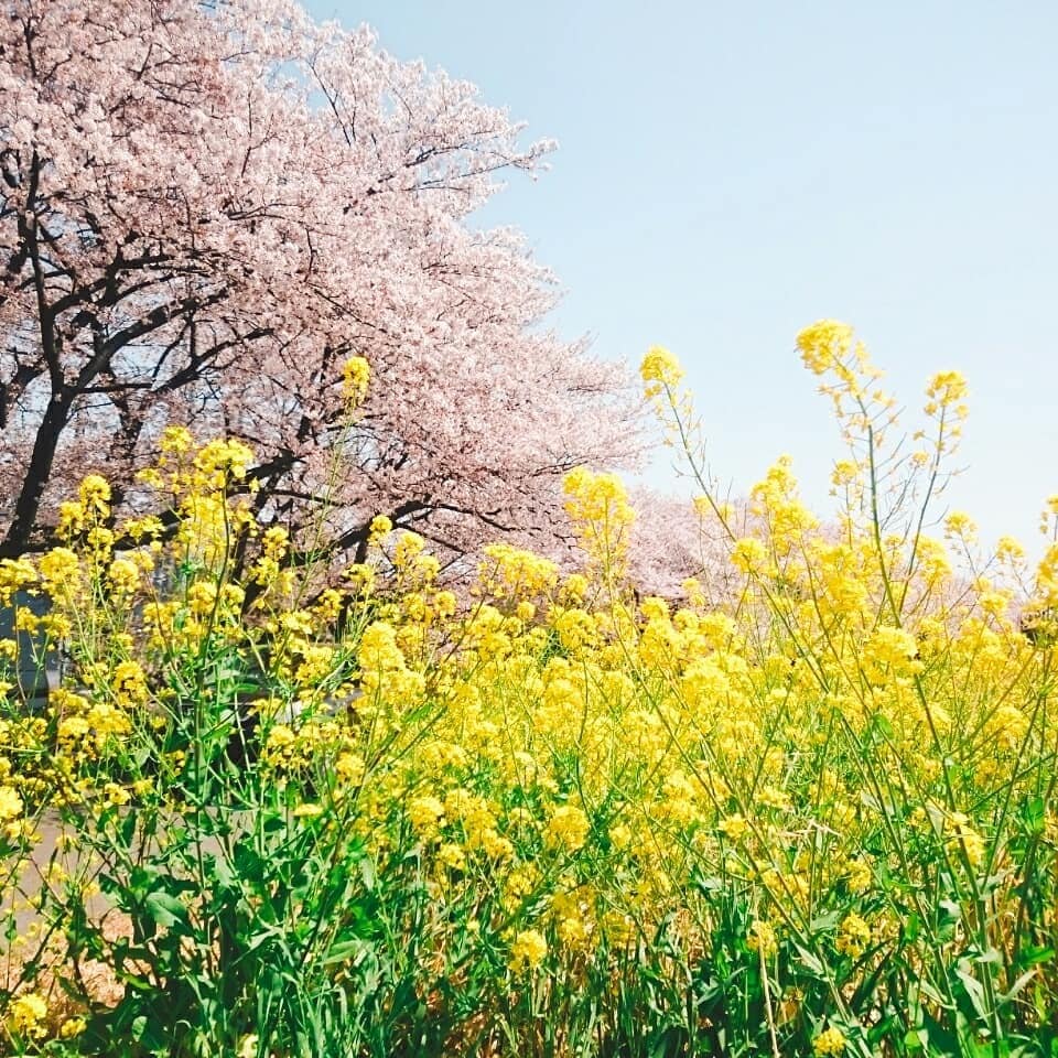 4月限定☆あなたのライフコーチつとめます 4月からの生活が、心配や不安でいっぱいの方へ。 イメージ1