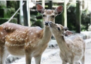 疲れているから癒して欲しい方♡私が癒します 甘えたがりな男性の方へ❤️私が心のオアシスになります♡ イメージ7