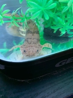 魚の飼育について教えます 水槽のレイアウト、飼育する時の注意点などについてお答えします イメージ4