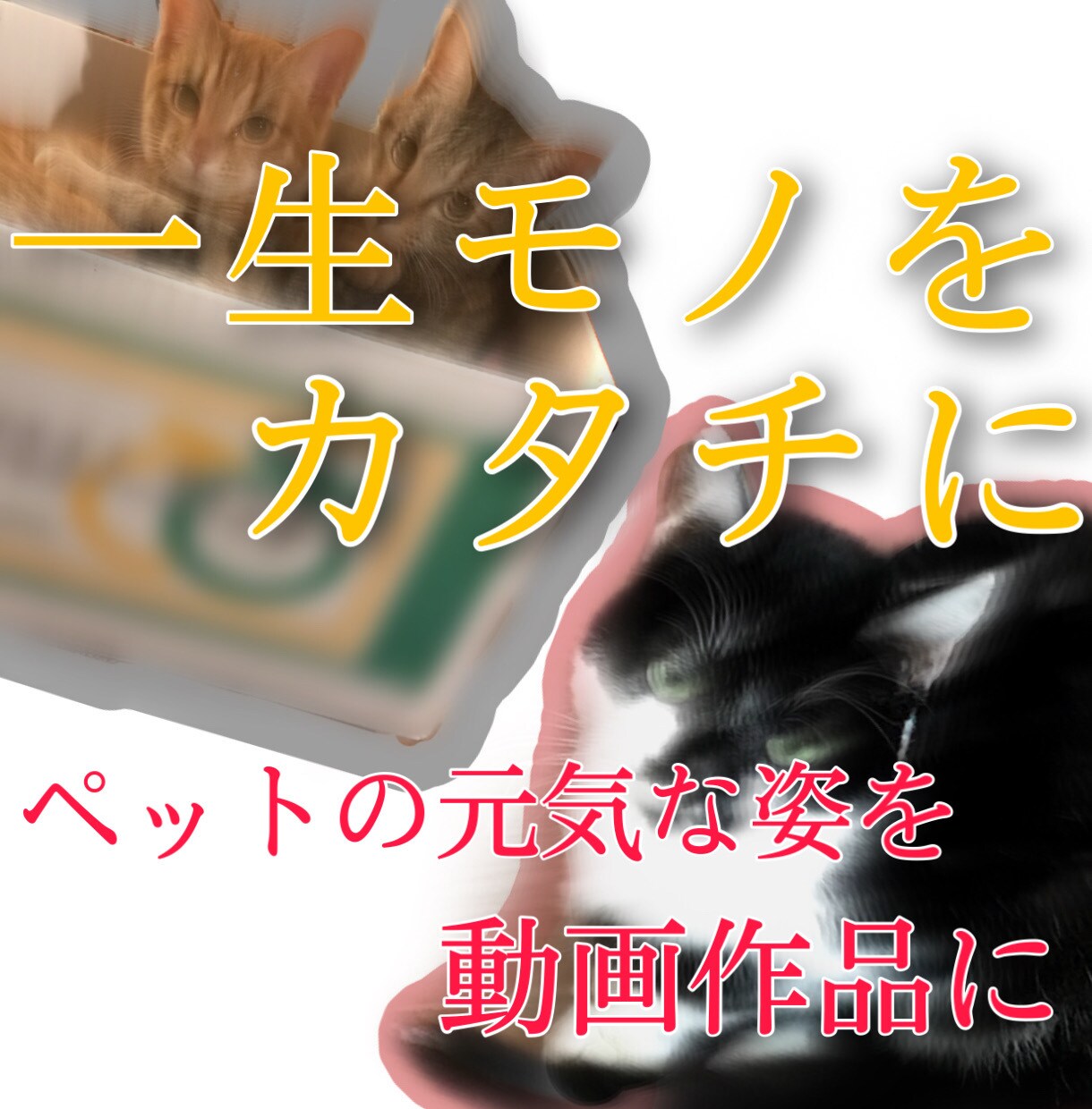 大好きなペットの元気な姿を動画作品にします 一生モノをカタチに。思い出は天国に行く前に残せるうちに。 イメージ1