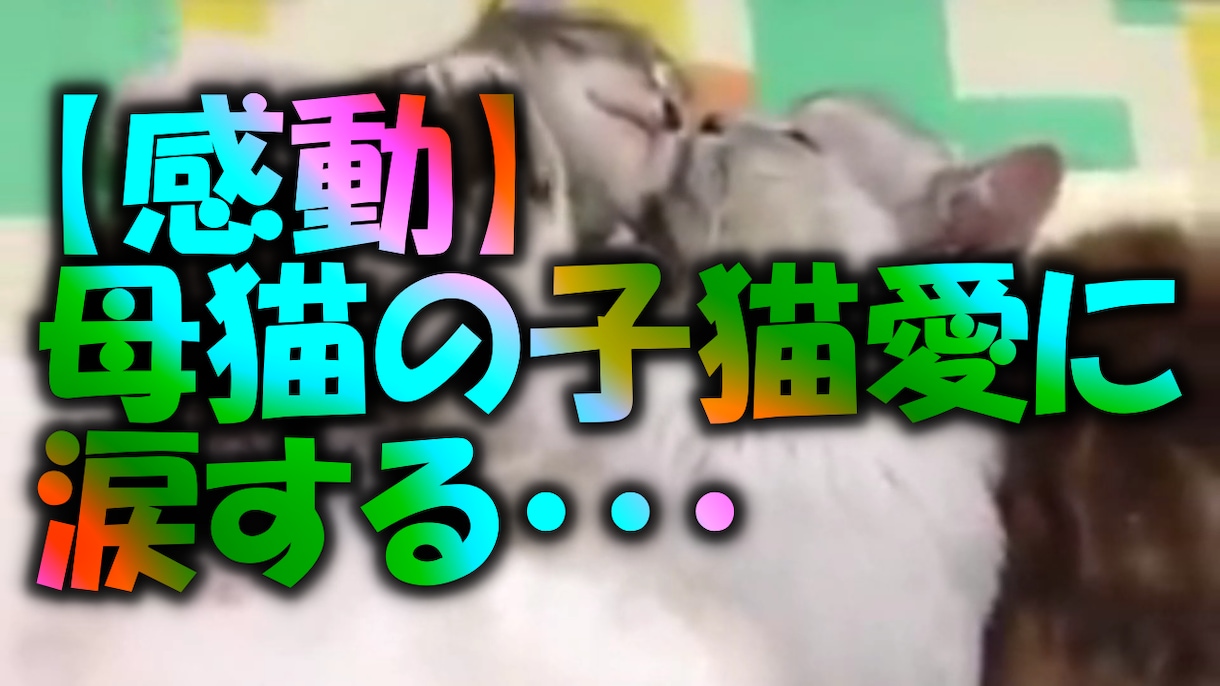バズビデオ・Youtube用の動画提供します 猫・おもしろ動画100本あります。先着順でお譲りします イメージ2
