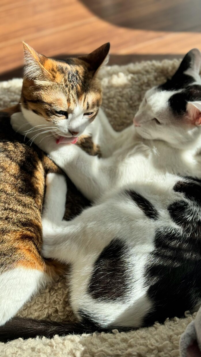 ペットだって家族の一員。寂しい気持ち全部聞きます 寂しい、辛い！毎日癒してくれた存在が居ない辛さ、わかります！ イメージ7