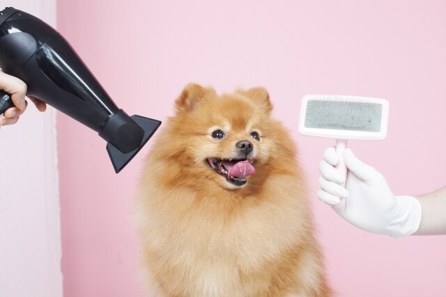 遠隔ヒーリングで愛犬と飼い主様の心身を癒します レイキと音叉のヒーリングで愛犬の状態を整える癒しの時間 イメージ6