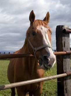 競馬AI開発の相談相手になります 孤独な競馬AI開発から脱却しませんか？ イメージ1