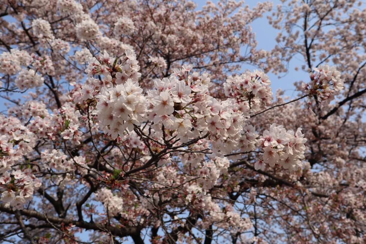 あなたの心に残るフォトをお届けします 自然体を生かし、一枚の写真で人の心を動かす写真家 イメージ2