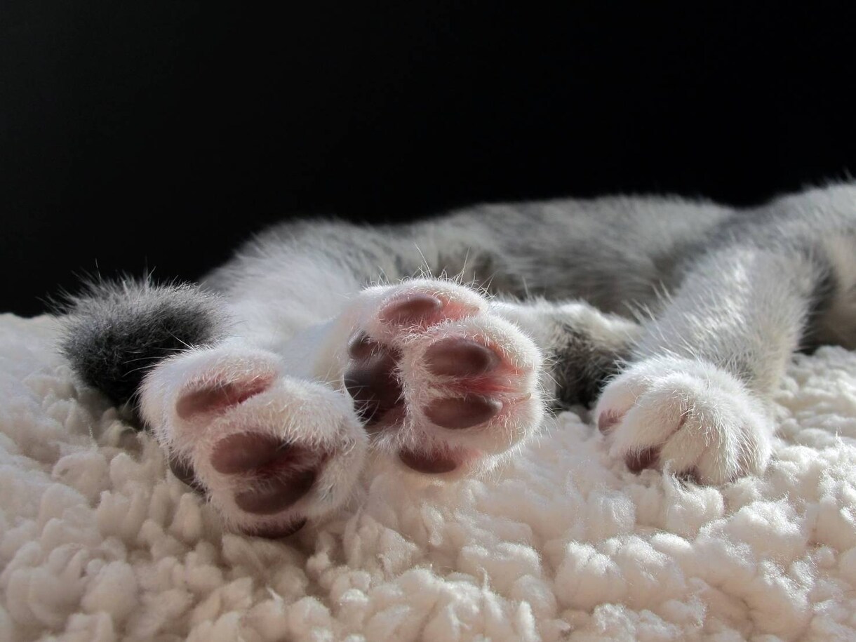 猫ちゃんのお悩みをお聞きします 保護猫と楽しく暮らすヒントをお教えします イメージ2