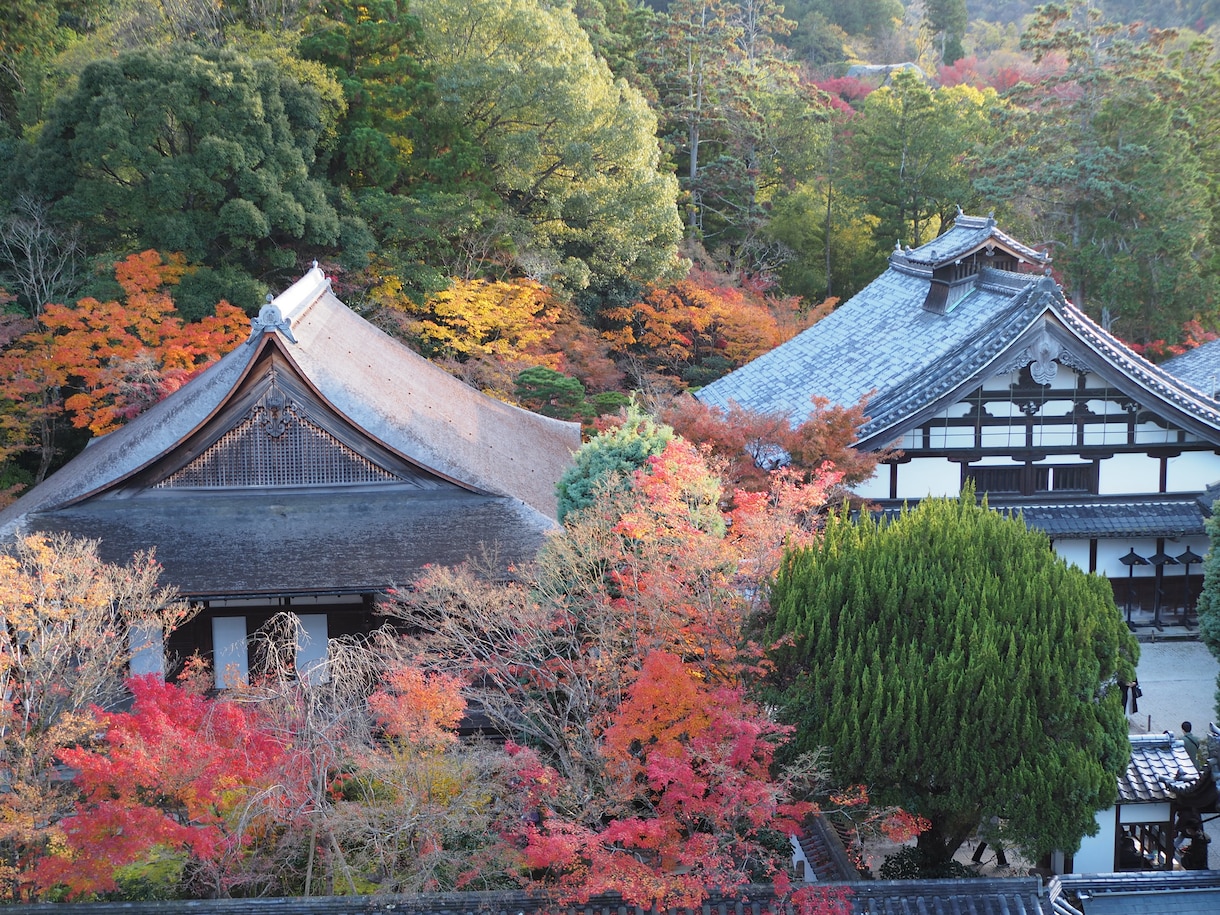 桜、紅葉など京都の動画、写真、レポート代行します 京都の気になるお店、場所確認代行　まずはなんでもご相談 イメージ7