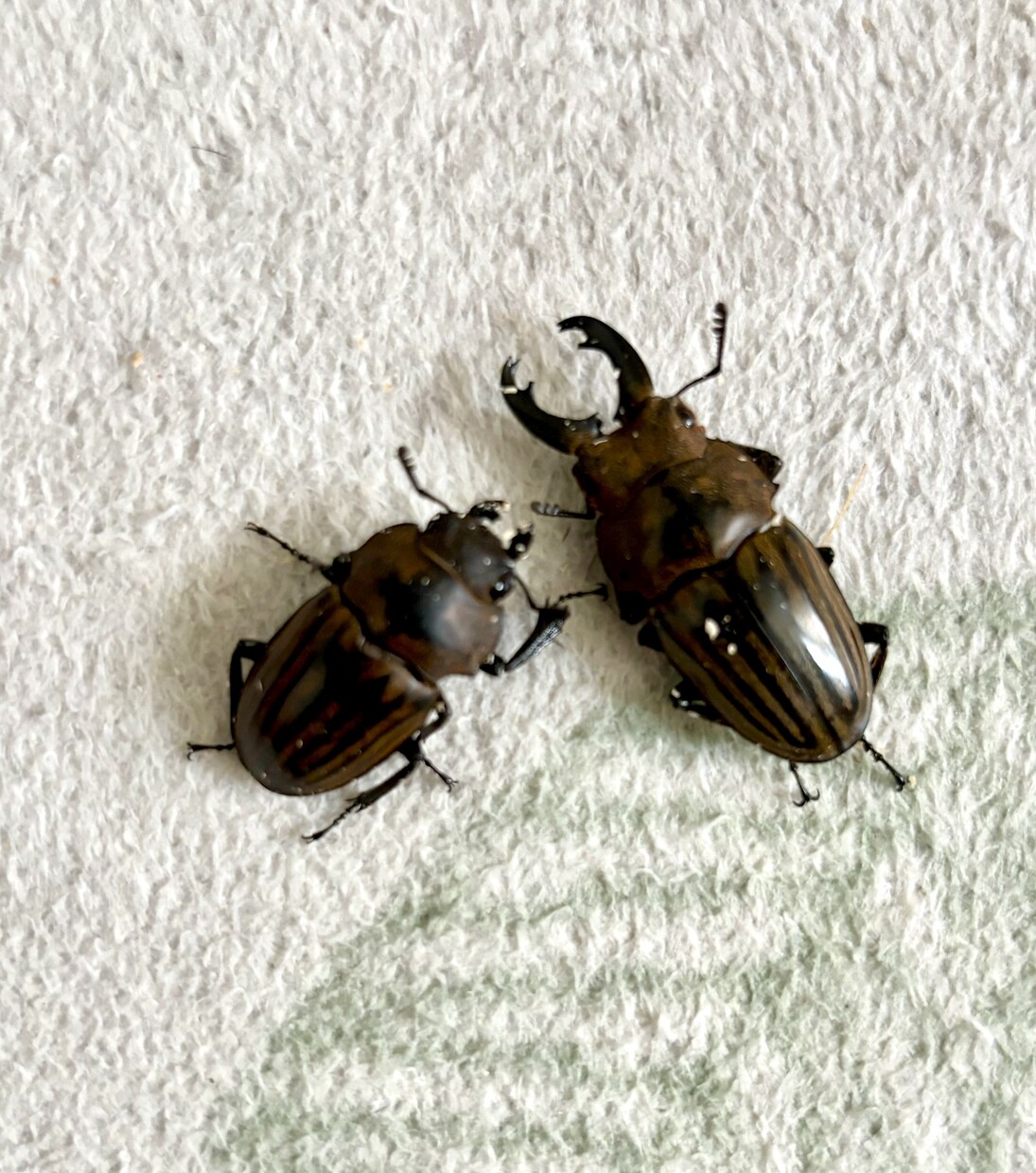 カブト・クワガタの飼育、ブリードの相談に乗ります カブト・クワガタの飼育やブリード、何でもお任せください。 イメージ4