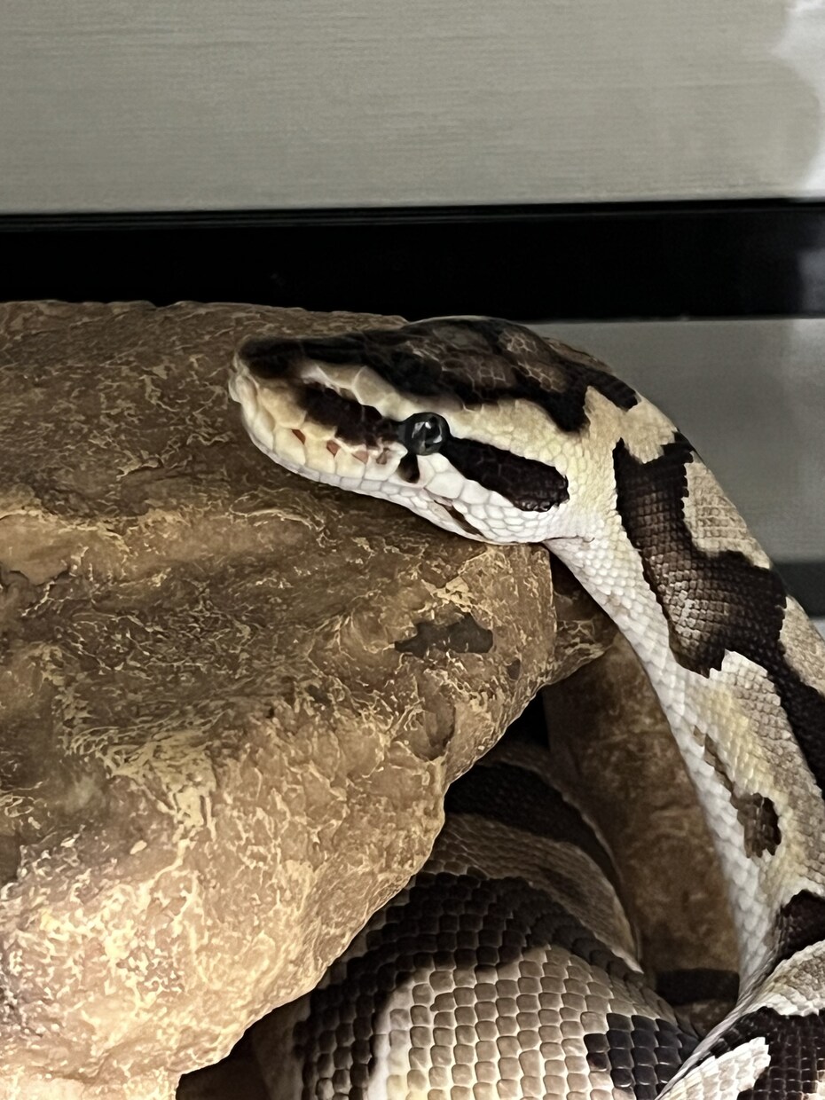 爬虫類のご相談承ります 女性飼育者が提供する爬虫類を初めてお迎えする方向けご相談 イメージ4