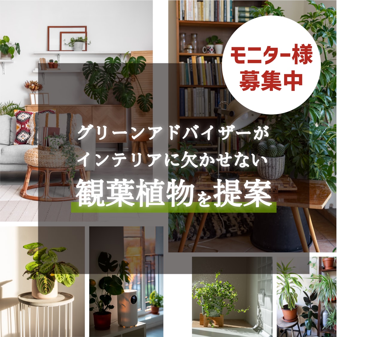 グリーンアドバイザーが1点で変わる植物を提案します 【5名様限定価格！】育てやすく、空間に映える観葉植物を提案！ イメージ1