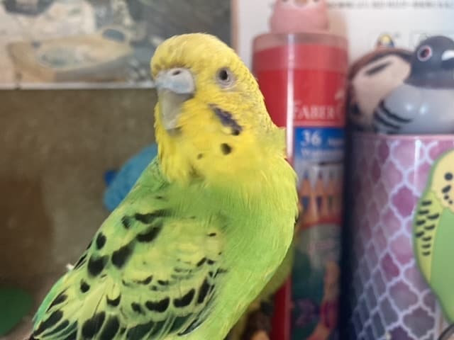 小動物（インコの）気持ちをみます 飼い主様にぺっとが伝えたいこと　タロットカードが代弁します イメージ1