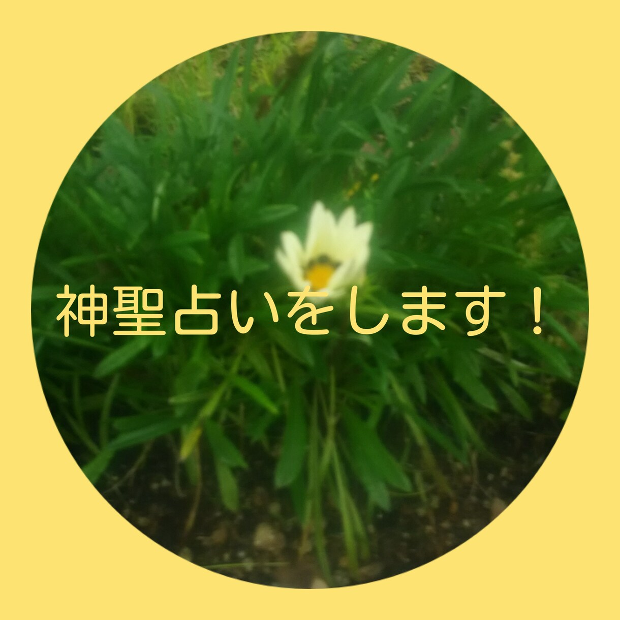 神聖占いをします カテゴリの分類別は、神聖占術です。 イメージ1