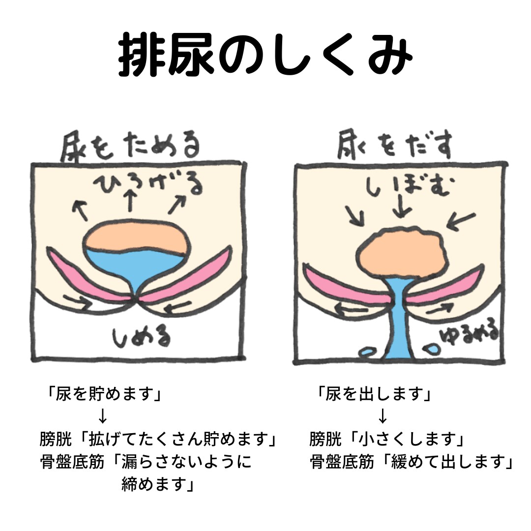 尿もれ、ウエスト痩せ「骨盤底筋体操」します 尿もれ、湯もれ、骨盤臓器脱、産後のボディメイク、膣トレに イメージ2