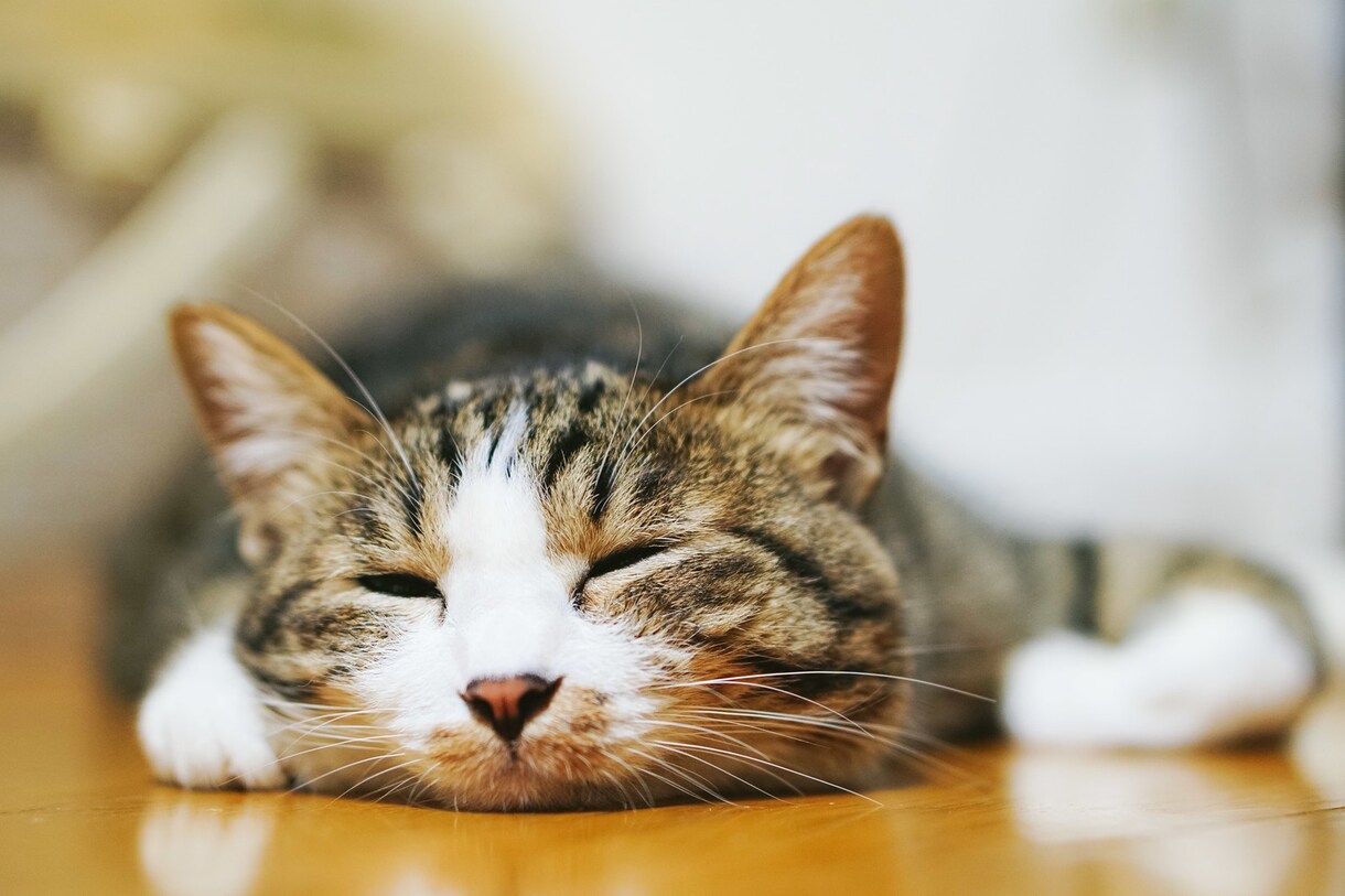 あなたが飼うのにぴったりのペットを診断致します なにかペットを飼いたい！でも...。と悩んでるあなたへ イメージ1