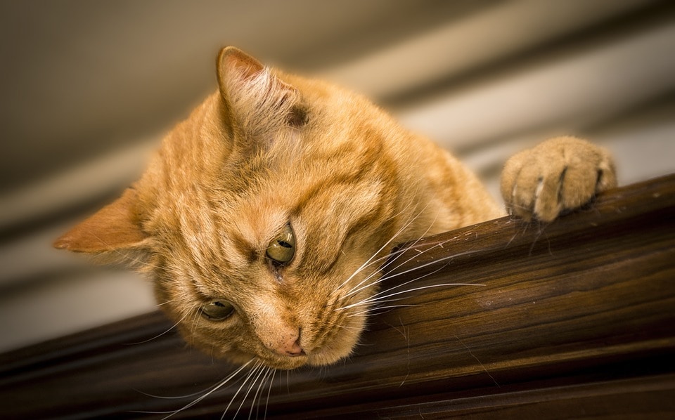猫被ってることに疲れた貴方へ…その仮面剥がせます 毎日ヘトヘトで溜まっている愚痴や不満なんかを吐き出して下さい イメージ7