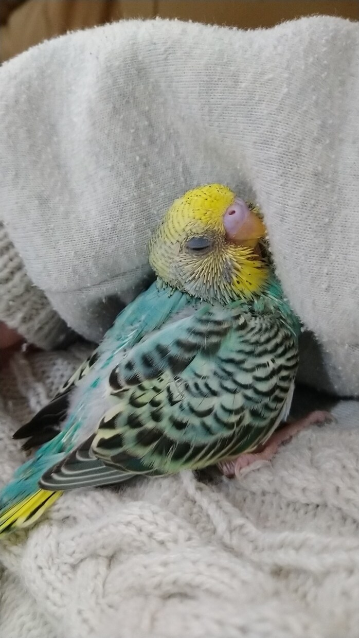 インコ・オウムの似顔絵作ります あなたの鳥さんを特別な絵にします！ イメージ2