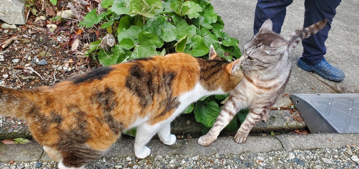 占い初心者が占います タロット占いなど占い初心者が占います。 イメージ1