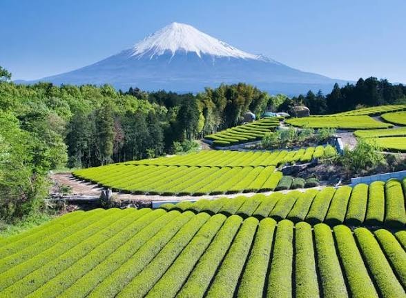 静岡県の写真・動画出張撮影承ります 静岡全域へ出張撮影！写真・動画のプロが高品質に撮影します イメージ1