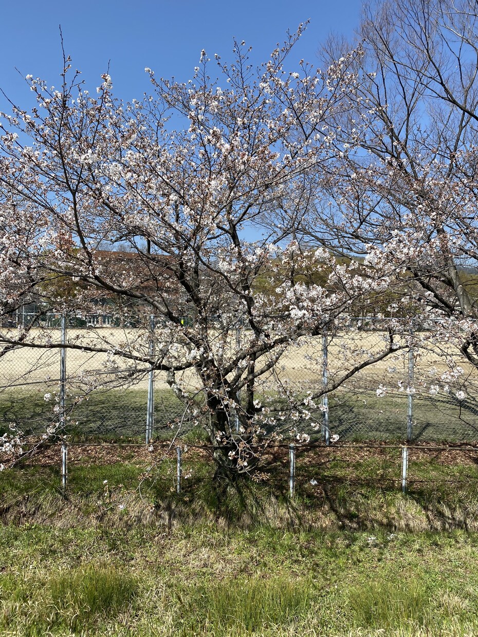 天然の広島のおばちゃんが、お話しをお聞きします 。愚痴・ストレス発散・悩みなどのお話・etc イメージ2