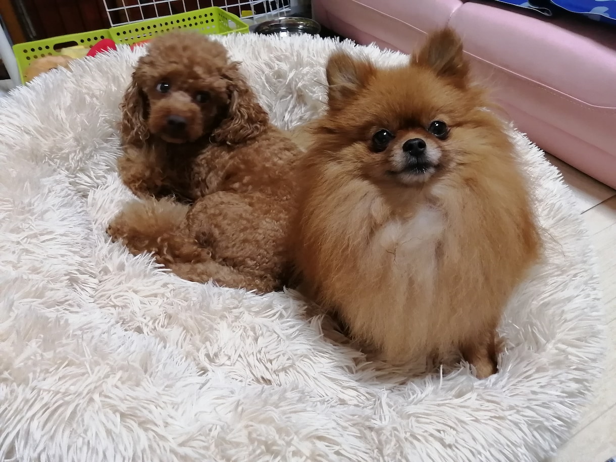 犬に関するご相談。甘噛みやトイレのしつけ等々。ます 犬を飼う前に犬も飼い主も不幸にならないために知っておきたい。 イメージ9