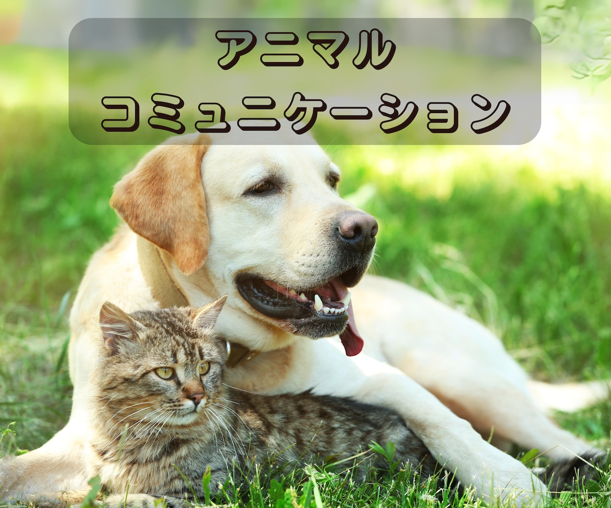 家族のように大切なペットの心の声を読み取ります アニマルコミュニケーションであなたとペットの気持ちを繋ぎます イメージ1