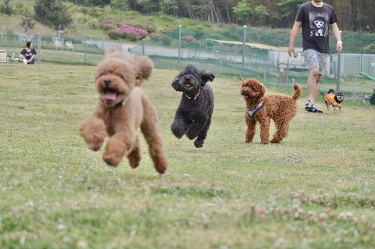 愛犬とのドッグラン等に同行して撮影します 大切なわんちゃんとの思い出を写真に残します！ イメージ3
