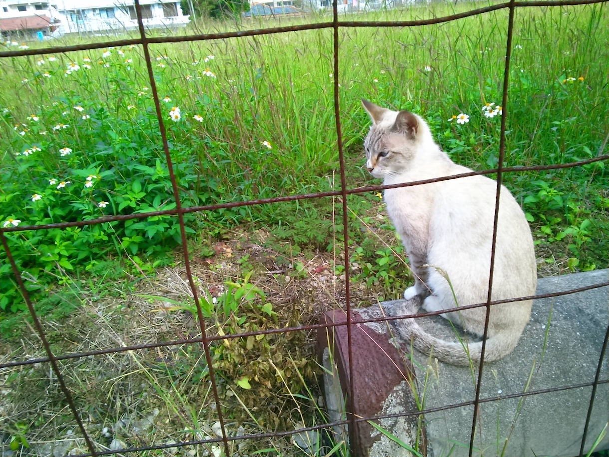 アニマルコミュニケーション＆ヒーリングをします 大切なペットちゃんなど、動物さんの気持ちを聞いてみませんか？ イメージ1