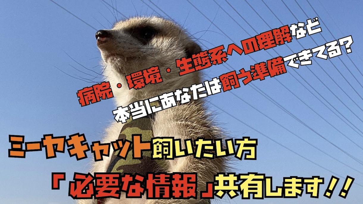 ミーアキャット飼おうか悩んでる方、相談乗ります 【準備出来てる？】実際に飼ってる私が必要な情報共有します イメージ1