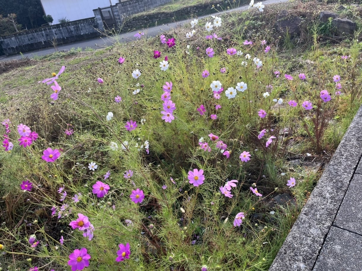 どんなことでも寄り添って話をききます 話すことで気持ちが少しでも落ち着いたりプラスになりますように イメージ1