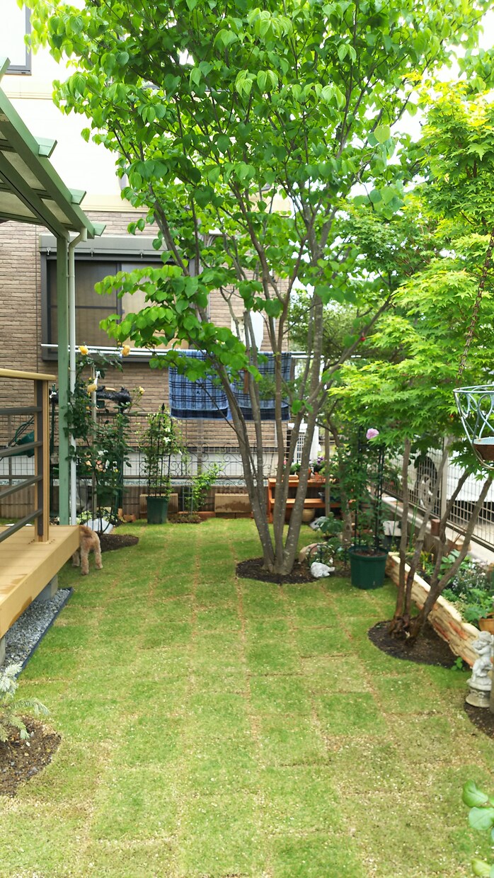 園芸初心者の方に開花するまで丁寧にお教えします 人気のCCR(バラ クレマチス クリスマスローズ)も是非！ イメージ1