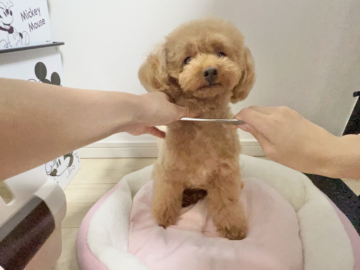 限定価格★技術だけはダメ。犬のお手入れ方法教えます ブラッシングや歯磨きなど…行動心理から＋技術面まで学べます イメージ5