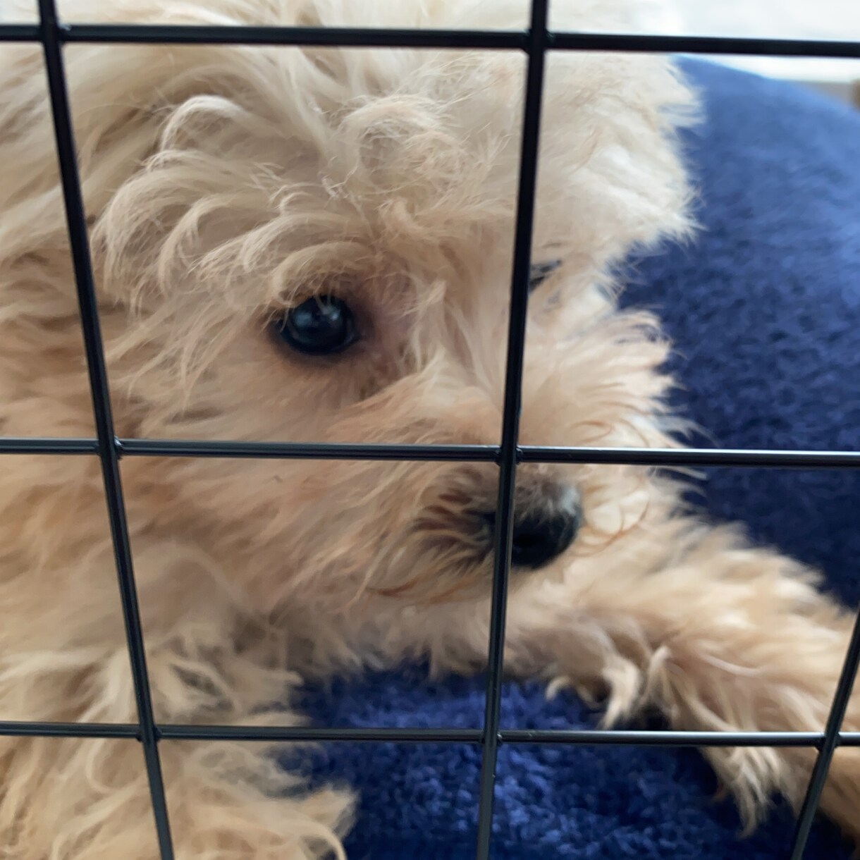 貴方のペットにあったフードをアドバイスします ペット保険会社／ペットフードメーカー勤務、犬猫飼育中 イメージ1