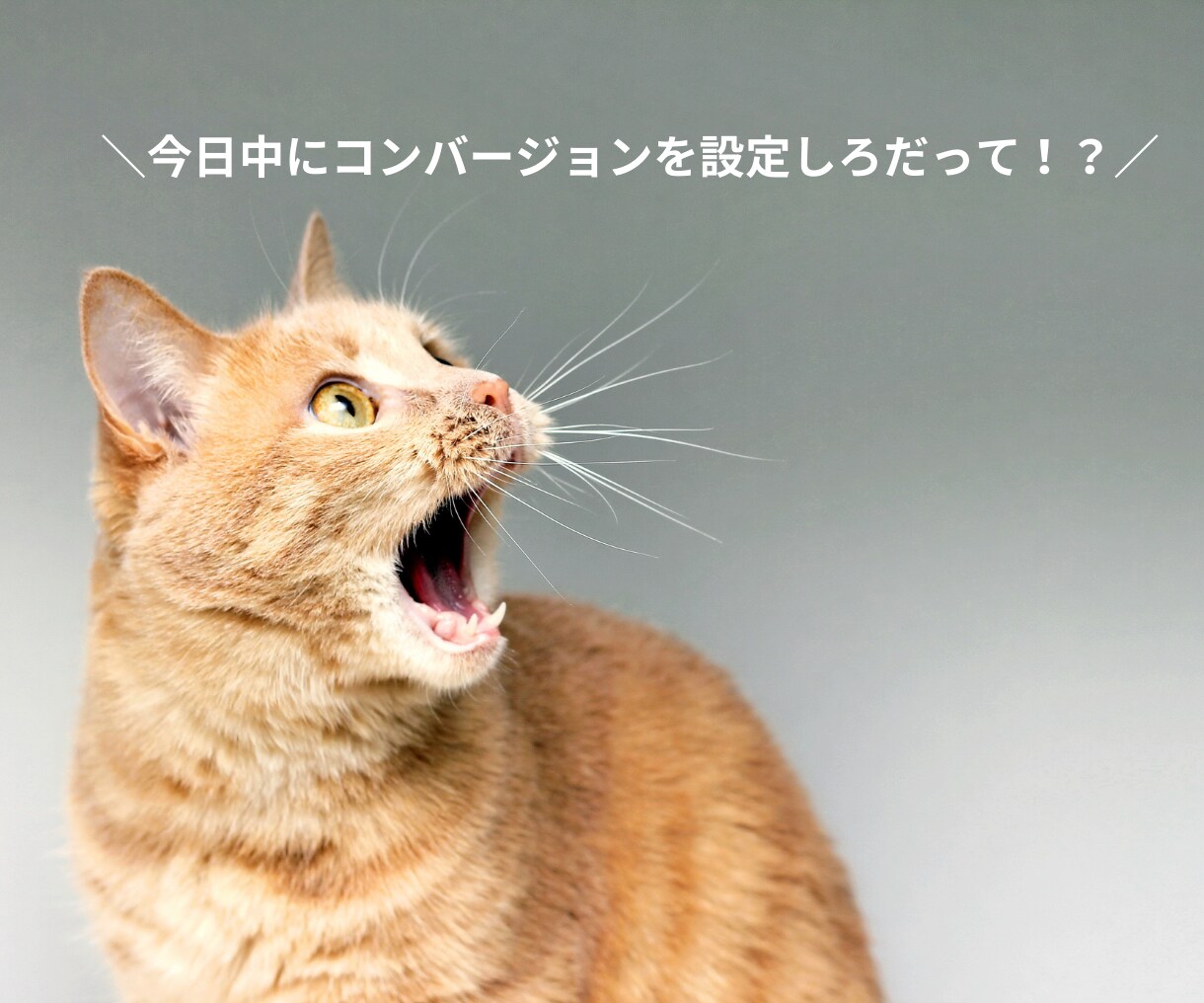 計測環境のご相談承ります Google広告やGA4も最短即日対応。今すぐに相談ください イメージ2