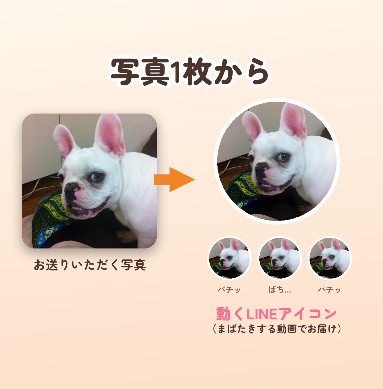 ぴよむす｜動くLINEアイコン＆背景を作ります ペットの写真がまばたき！LINE専用の仕上げでお届け イメージ4