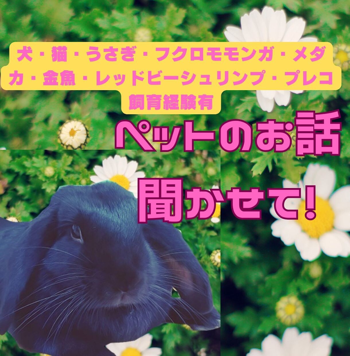 我が家のかわいいペット自慢のお話聴きます 犬猫ウサギモモンガ金魚メダカプレコ等飼育経験談など話し相手 イメージ1