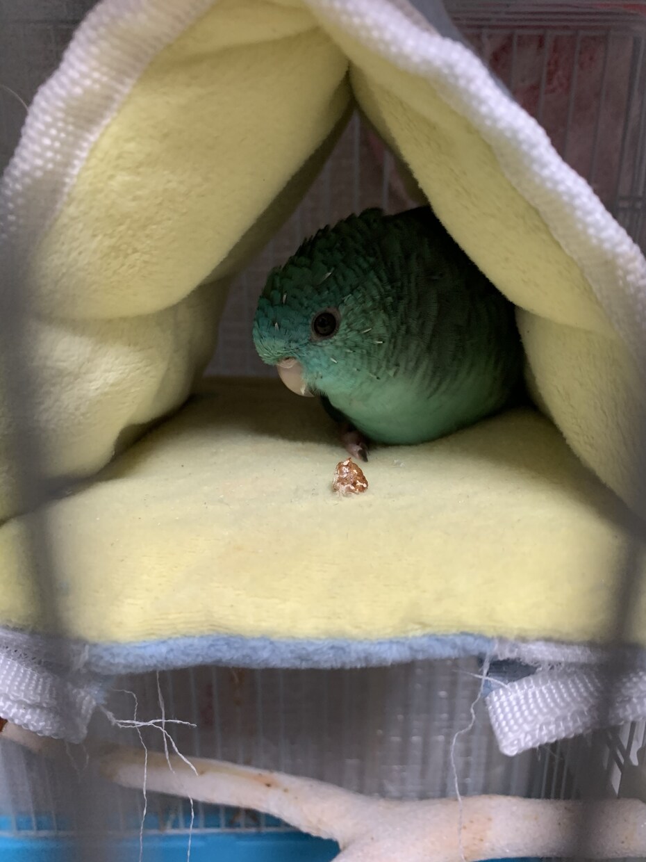 インコを初めて飼う方！雛を初めて飼う方！教えます 初めてインコを飼う方や初めて雛を飼う方必見！ イメージ3