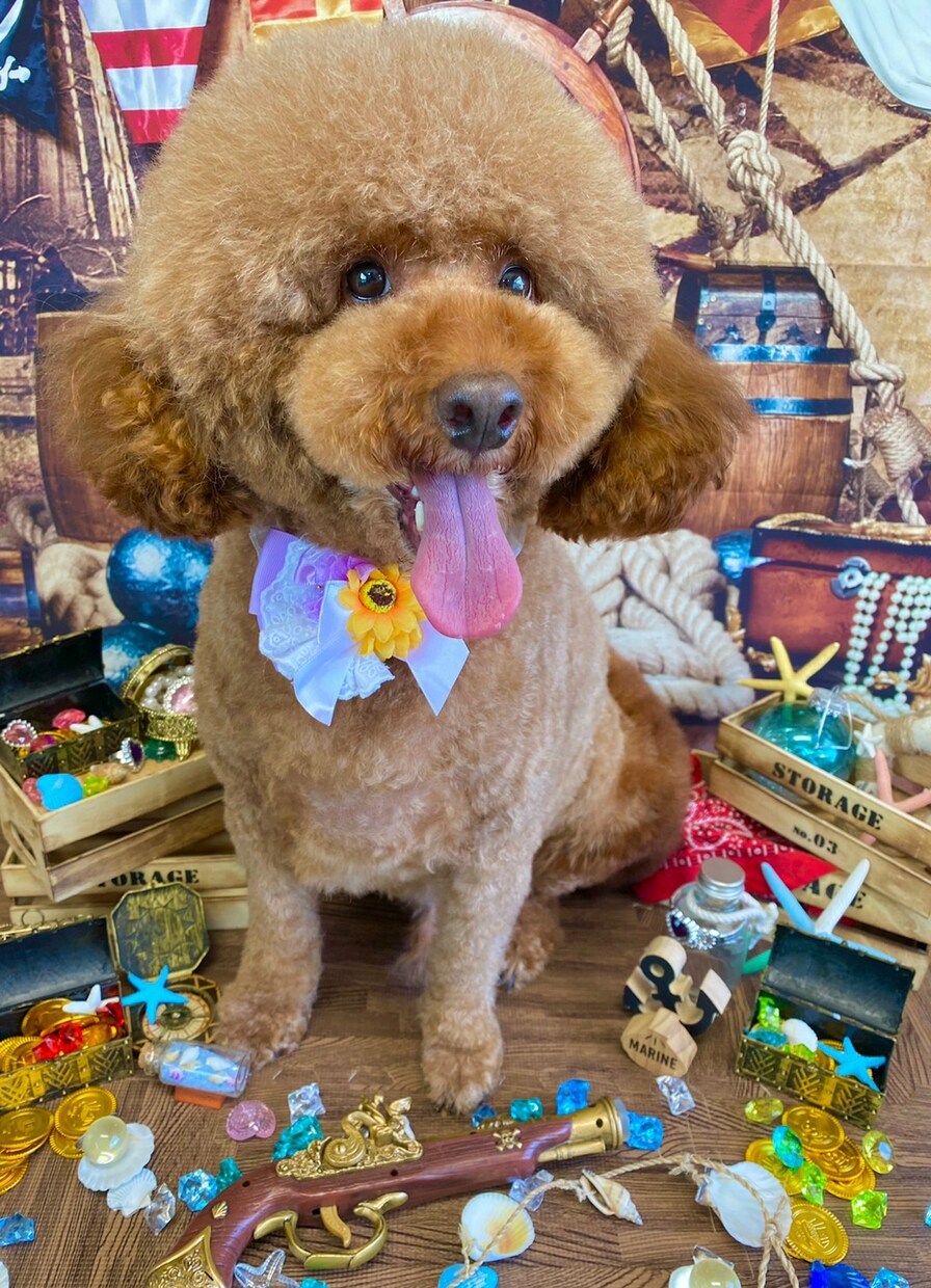 ワンちゃん・ネコちゃんの悩み相談のります あなたのワンちゃん・ネコちゃんの悩みありませんか？ イメージ2