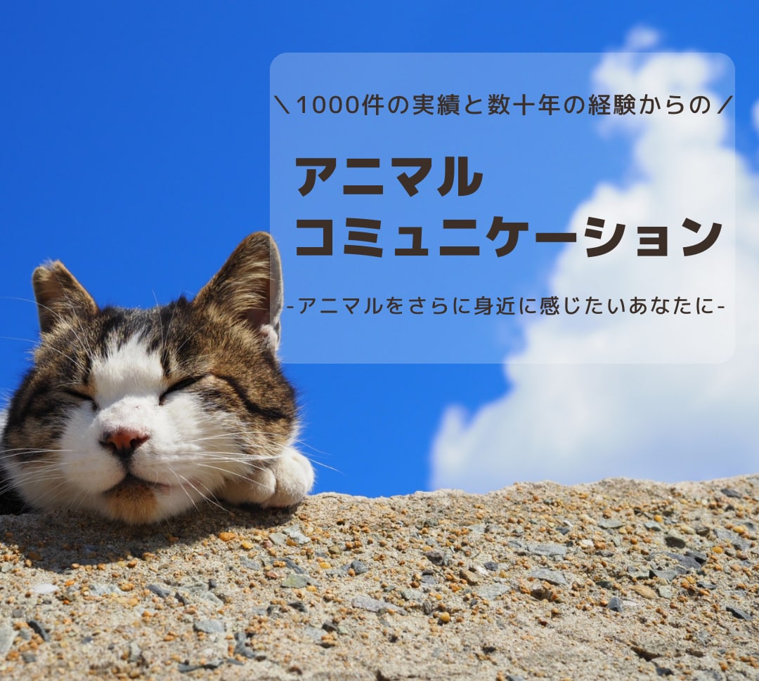アニマルコミュニケーション（お空組さんOK）します 大切な動物の気持ちを丁寧に読み取り文章に整えてお届けします イメージ2