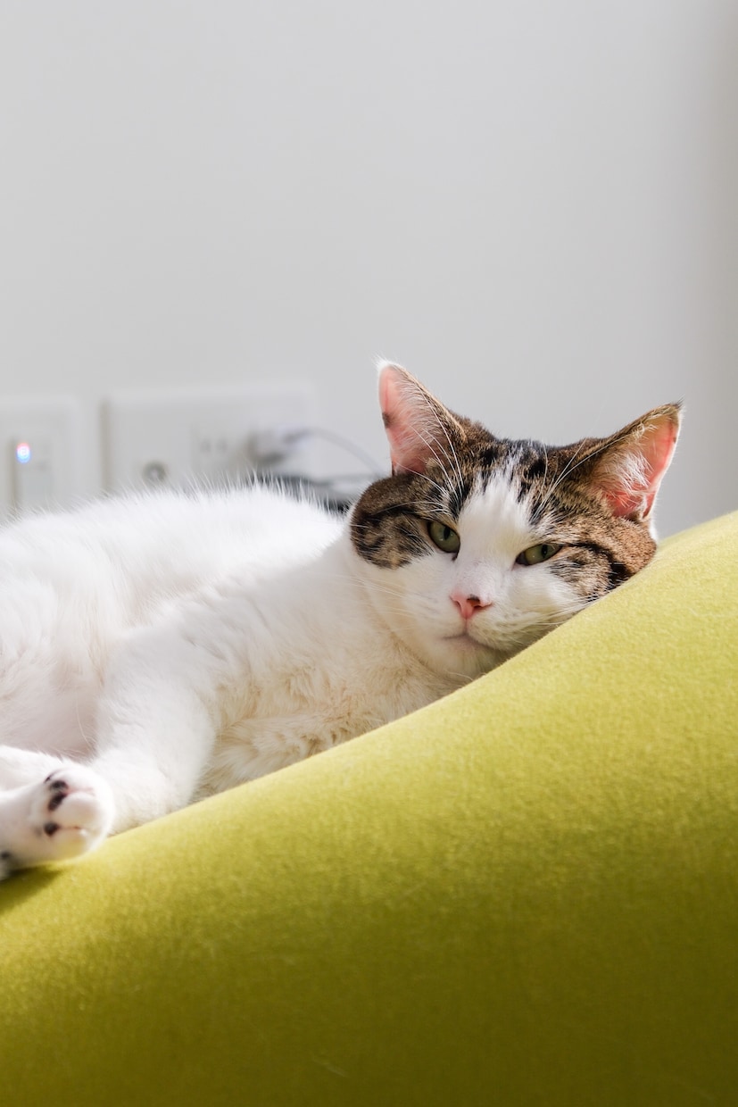 一人暮らしで猫を迎えたい方の相談に乗ります 一人暮らしで猫と暮らして4年。仕事しながら育てるコツを伝授！ イメージ2