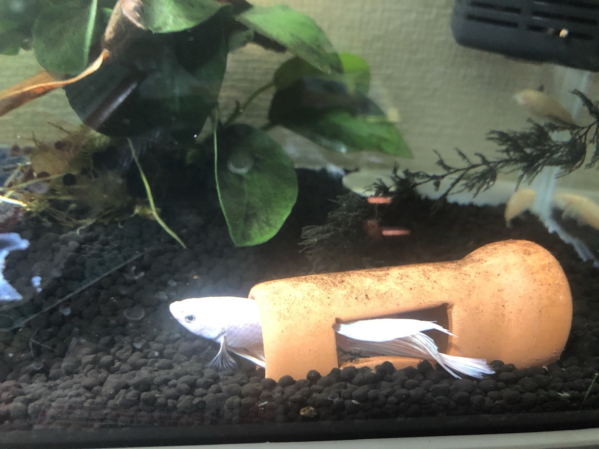生き物の飼い方教えます 昆虫、両生類、魚類、こちらに関して知識がありますのでご相談を イメージ2