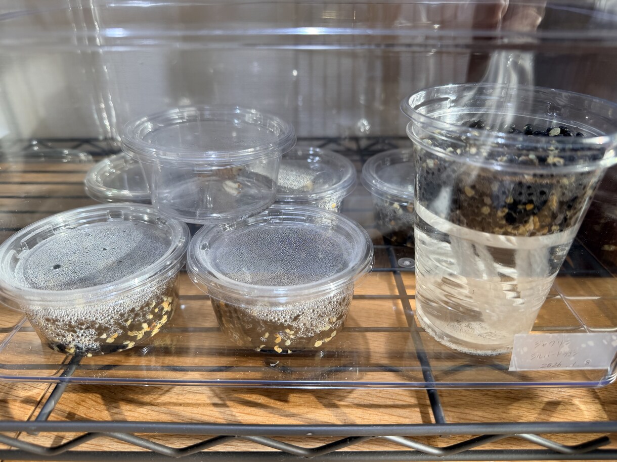 観葉植物が元気ない原因を写真から一緒に整理します 現在の管理状況を整理し、原因と改善案をお伝えします。 イメージ3