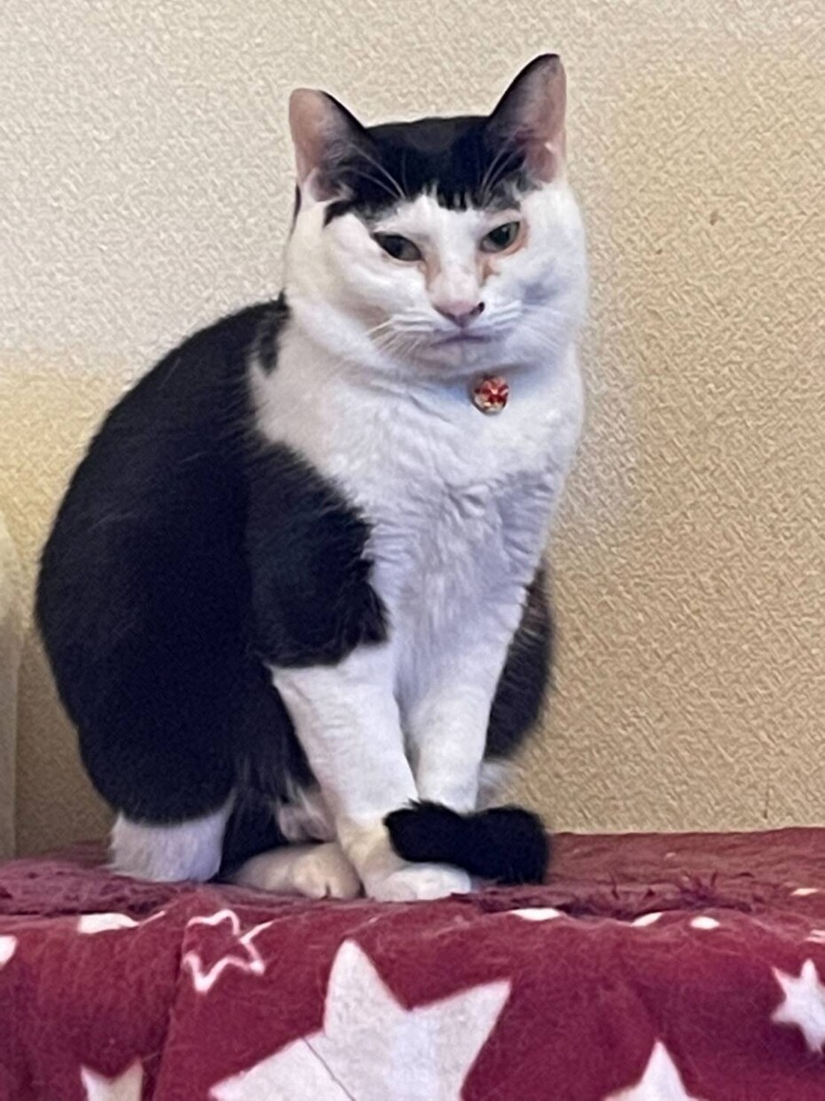 愛犬愛猫ちゃんの写真から可愛いイラストにします 愛犬愛猫を可愛いイラストにします！ イメージ1