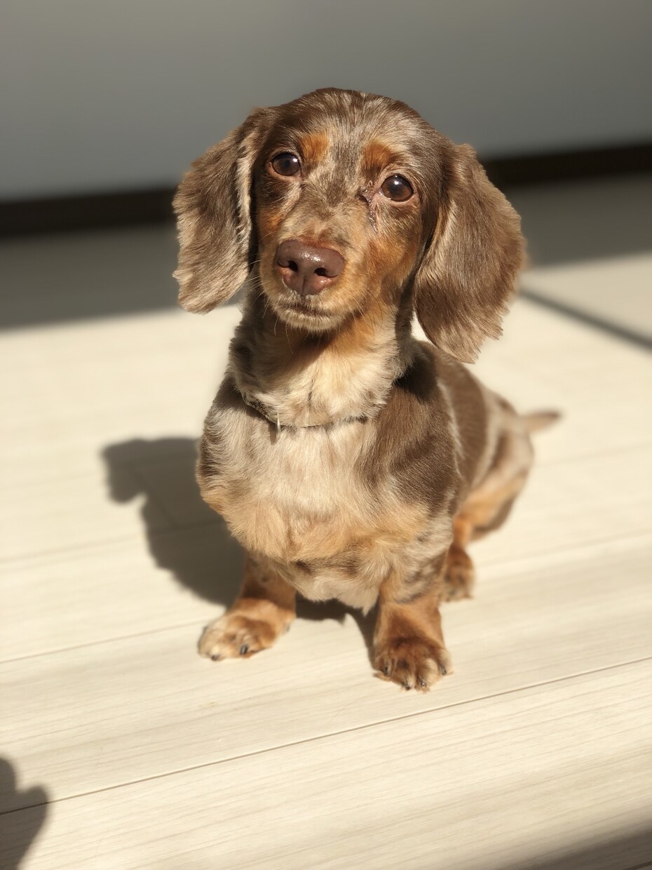 ドッグトレーナーが愛犬との向き合い方を教えます ワンちゃんについての悩みを解決しよう！ イメージ5