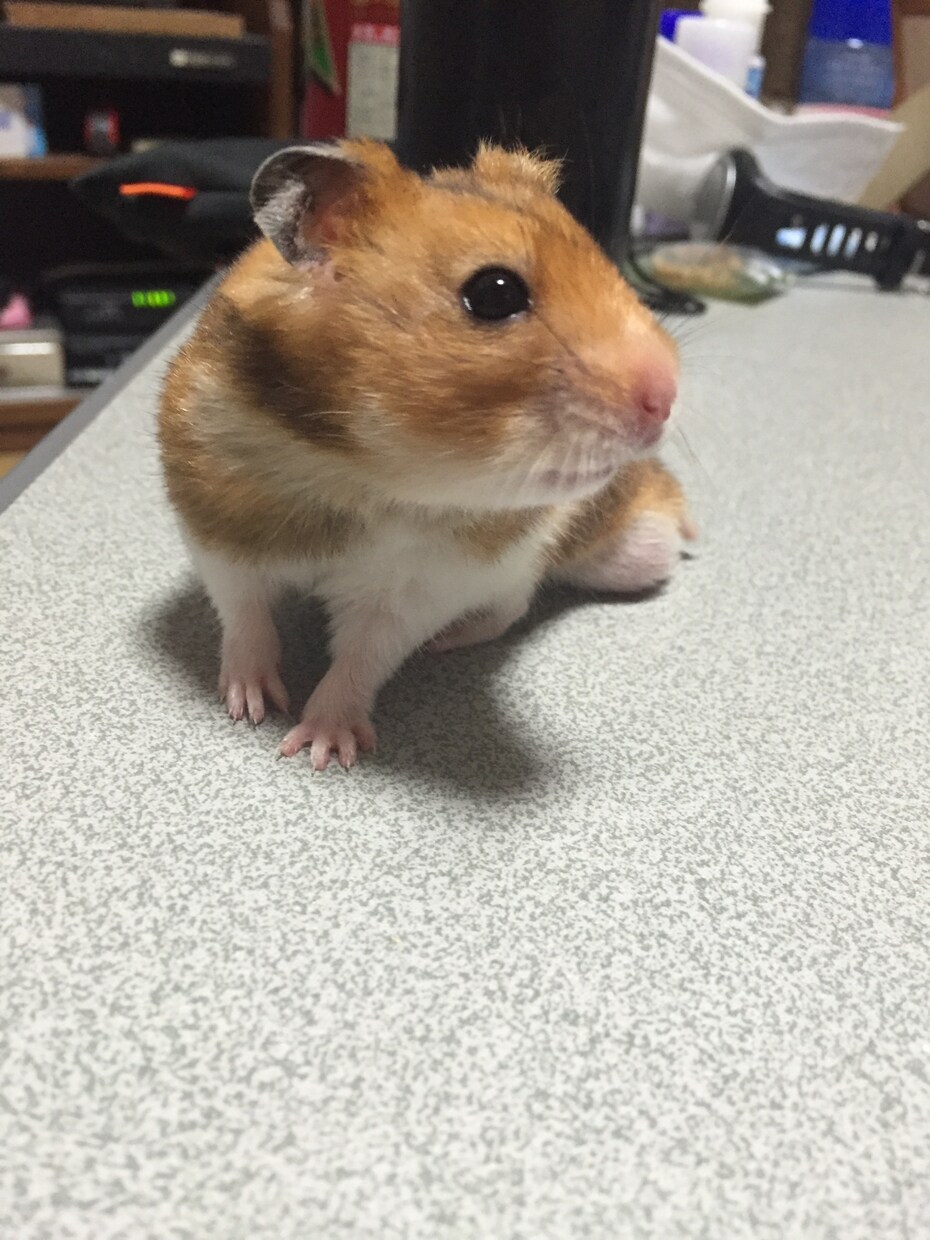 わんちゃん、ねこちゃんのお悩み相談つけてけます イメージ1