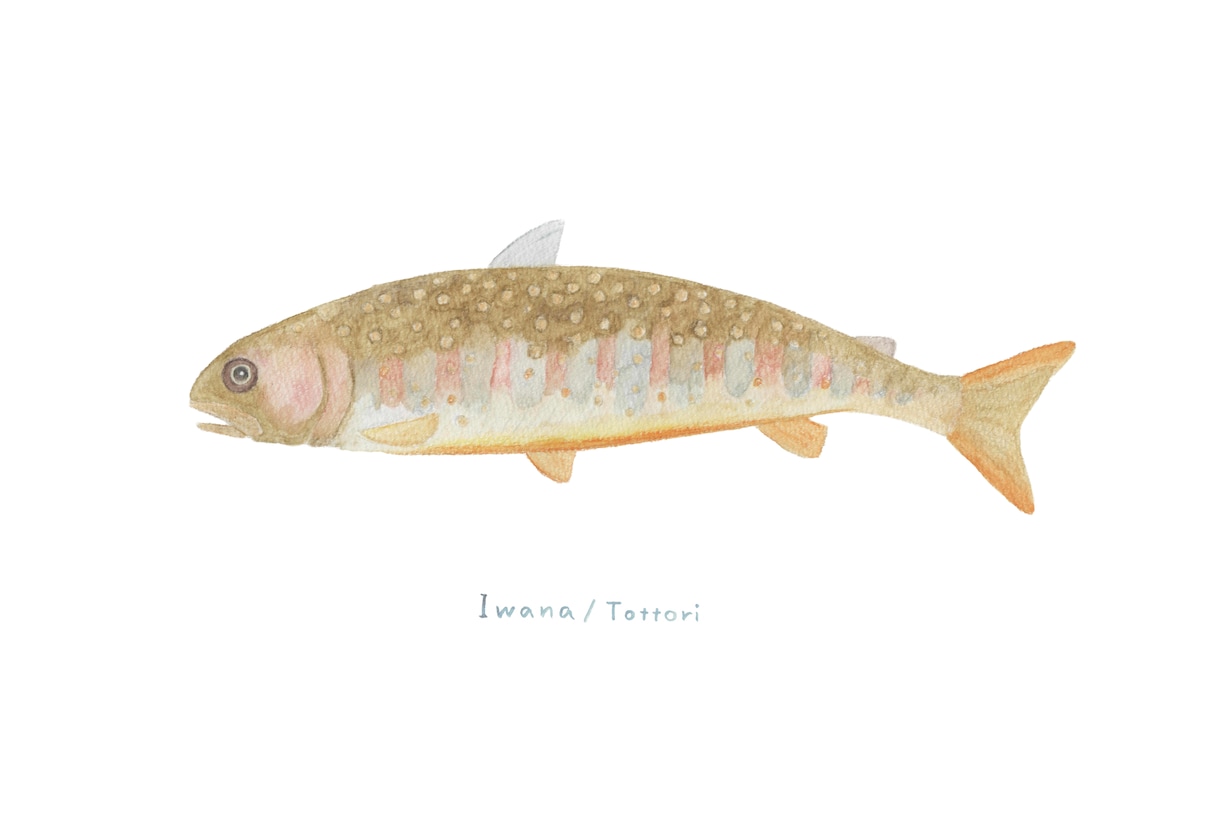 釣った渓流魚を透明感のある水彩で描きます 川ごとに違う色と模様を、水に溶ける色鉛筆で一枚に イメージ4