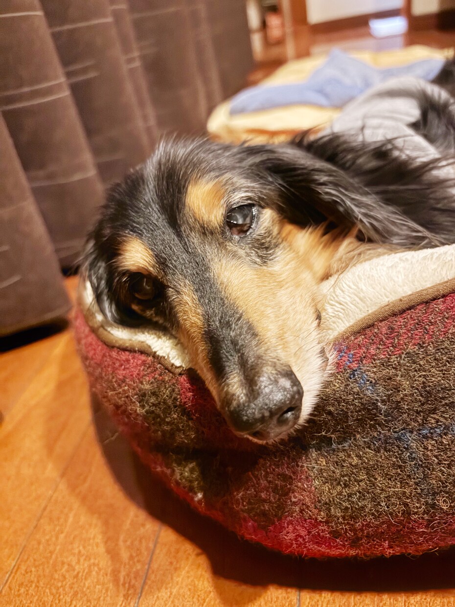 17歳ハイシニア犬のごはんの工夫教えます 食べてくれないを乗り越える！我が家の優しい試行錯誤集 イメージ1