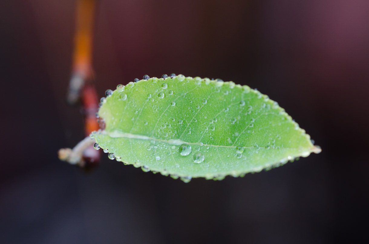 素材で使える接写（マクロ）写真を提供します 繊細な水滴や草花などの接写（マクロ）写真が必要な方へ！ イメージ1
