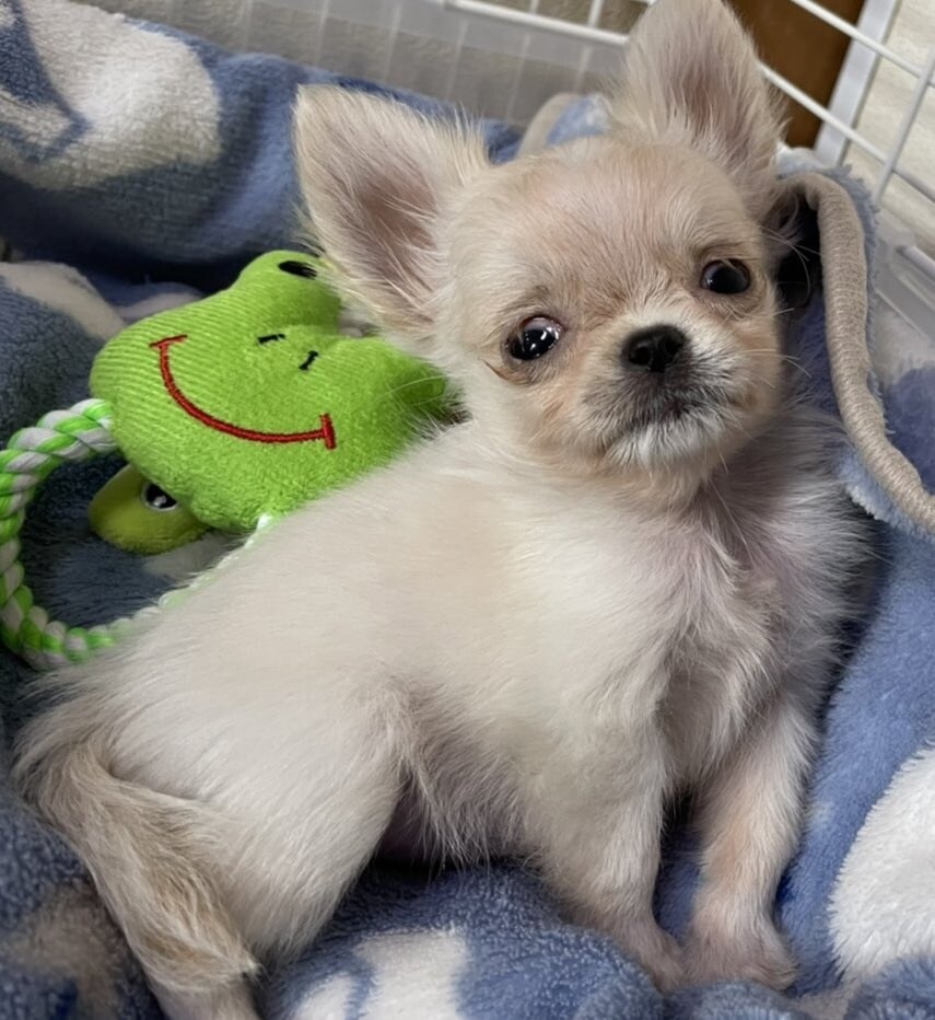 ペットの正しい飼い方、アドバイス教えます コロナ禍で増える捨てられるペットが減りますように イメージ2